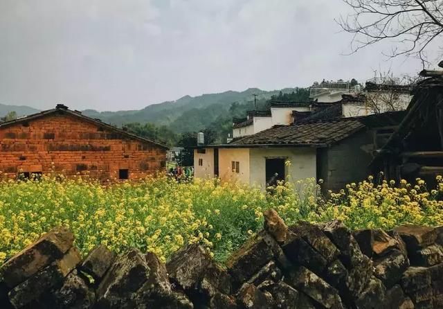 “最美乡村”的称号的婺源花开得美爆了！