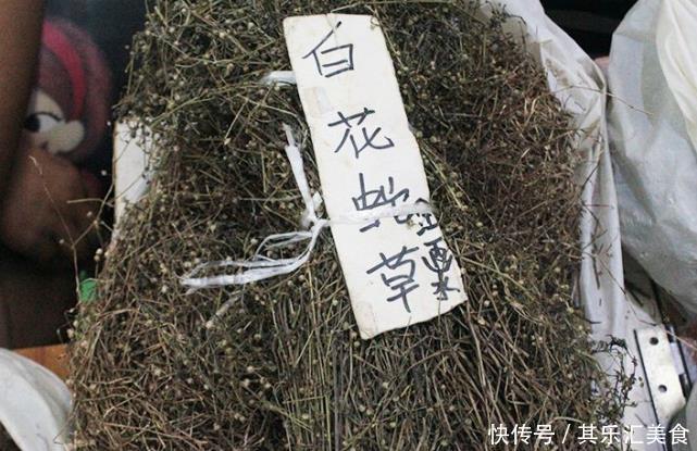  「蛇舌草」以前这种草野外随处可见，如今野生的十分稀少，药材
