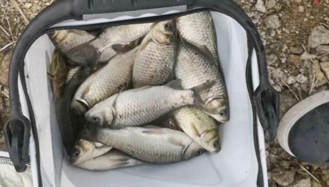  大鲫鱼@天冷了，“对付”板鲫要多用这调钓方式，空竿次数少，钓