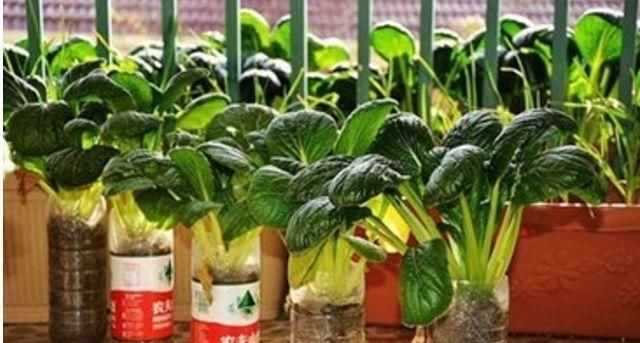  『时间表』阳台养花不如养蔬菜，这50多种蔬菜“种植时间表”，赶紧学一学！