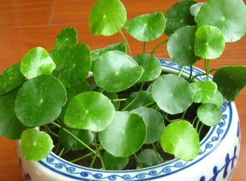 『水桶』号称“水桶”的四种花草,浇水越多越会“疯长”,下雨不用往家搬