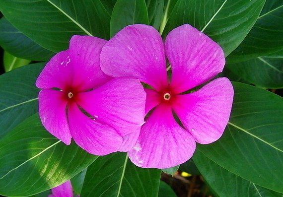  『清新』这些花朵几乎是全年开花，花朵比叶子多，盆盆开花爆，清新又喜人