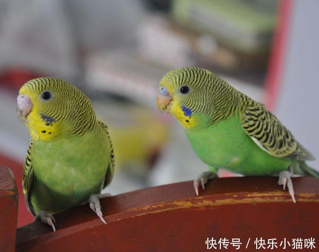 鹦鹉咬人怎么办——宠物护理锦囊
