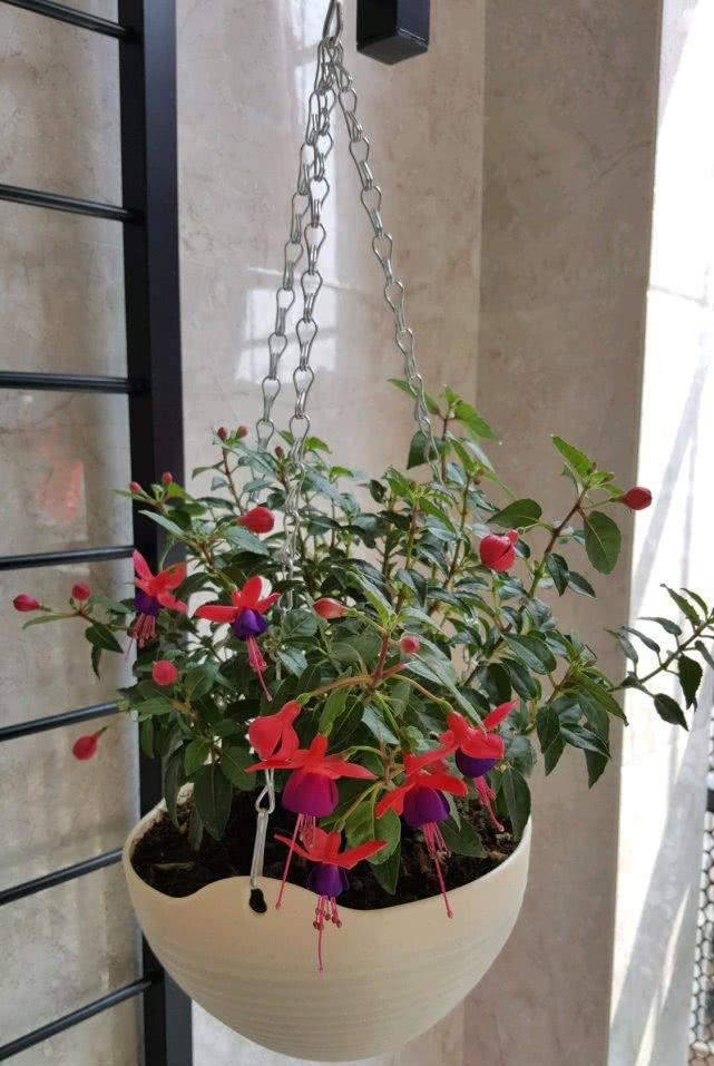  [绿萝]这种盆栽绿植比绿萝好养，四季开花观赏价值高，还很好养！