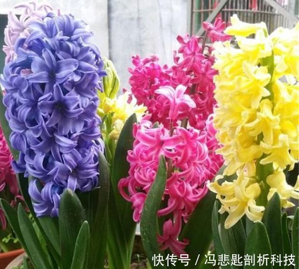  『娇艳』最受欢迎的“4种花”，花朵娇艳、花期长，开花耀眼，人见人爱！