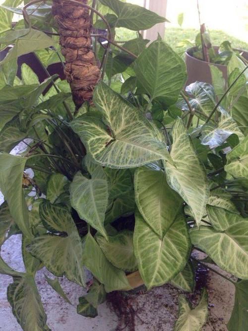  「就要」22种室内极难养死的植物，绿植就要选这些