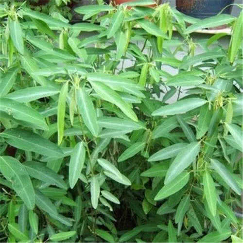  『跳舞草』能够根据声音产生反应的植物是什么？跳舞草是怎样跳舞的？