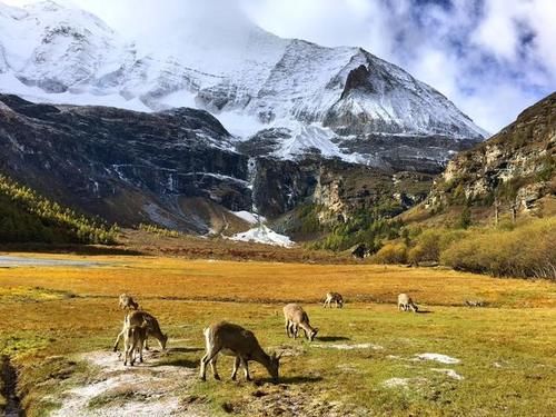 最美的情话不是要和你慢慢变老，而是我要带你去一次稻城亚丁