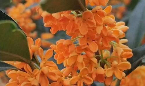  「香味真」最香的10种花卉盆栽，浓香又好看，绿植控必备
