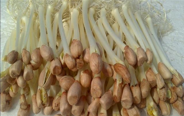 「阳光」除了蒜苗还有什么菜生长不需要阳光?