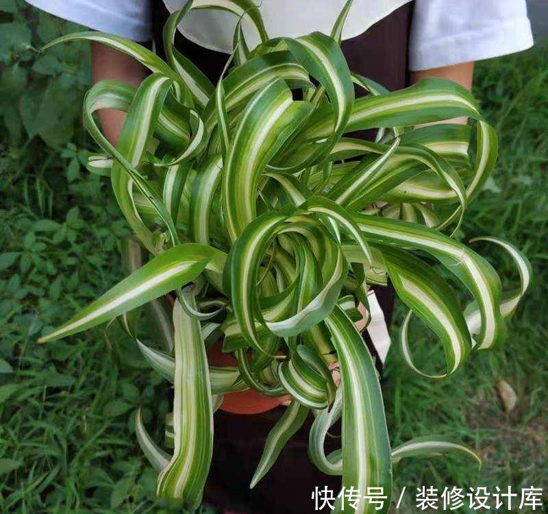 家里:家里养盆卷叶花,光照越强叶子越卷,真有趣
