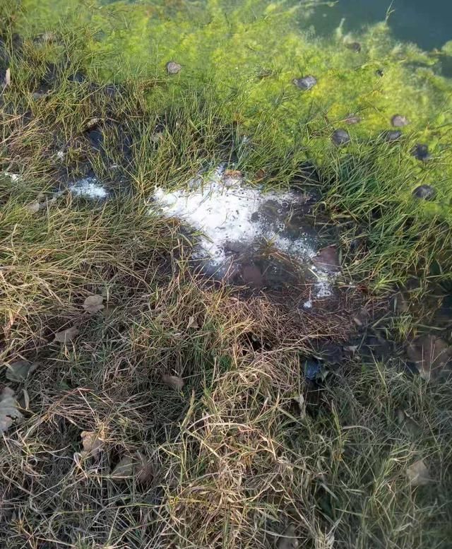  #蛋白质含量#黄豆投喂小龙虾的集中处理方法，你知道几种？