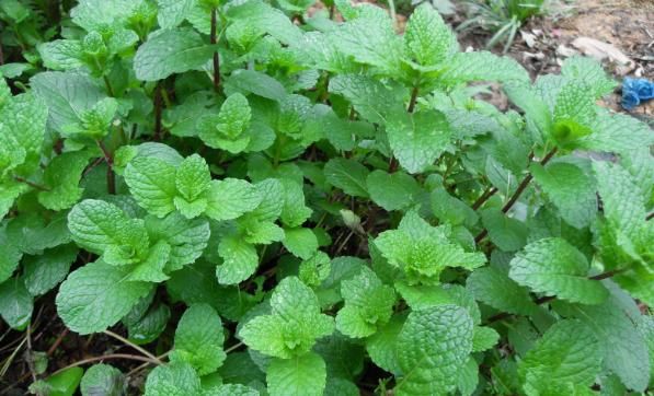  【迷人眼】夏天最适合养此款植物，晒一晒开花更香艳，花开繁盛，烂漫迷人眼
