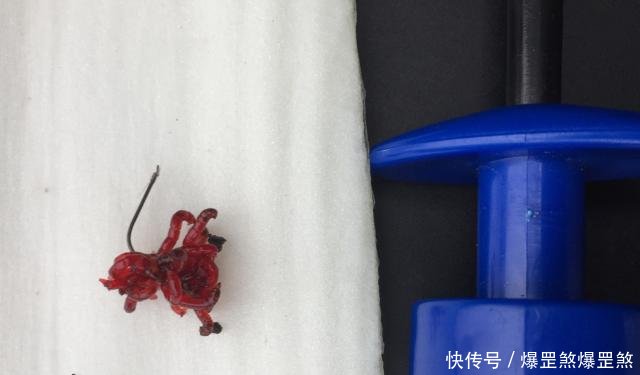 最简单:冬钓“扎虫”很简单却许多钓鱼人说太难,详解红虫“结扎”法