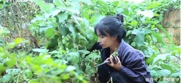 食物|李子柒花园有多有钱?冬瓜可以装在篮子里,辣椒可以用来插花