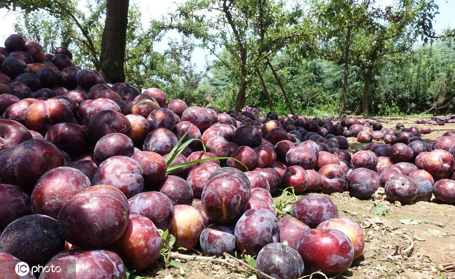 陕西李子滞销烂满地，7毛钱一斤无人收，农民伯伯都急哭了