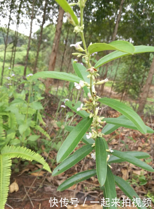  【农村】农村山上的稀罕物，现在越来越少了，过几年不知是否还