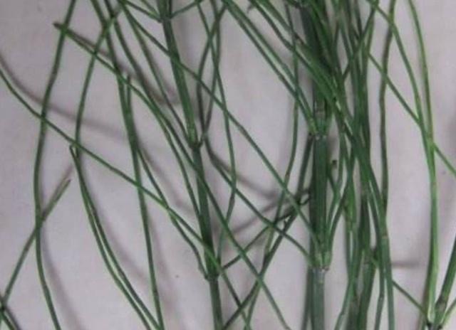 农村这一种野草，如今30块钱一斤比猪肉贵，看到记得挖点