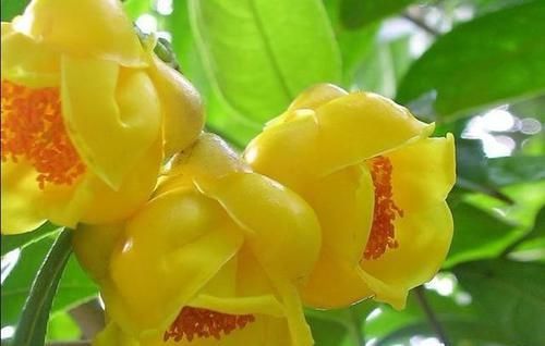  『蜡质』此花，称为茶族皇后，花色金黄蜜蜡质，营养丰富，即观赏又能食用