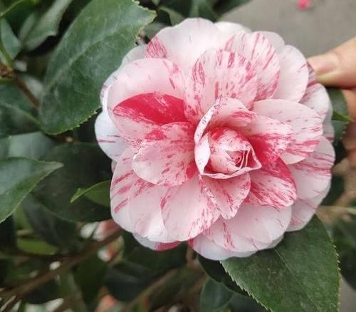 「室内」春季养山茶花,当年就能开花,了解这3点在入手,避免养不活