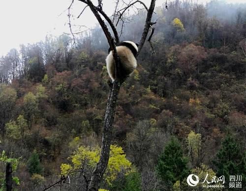 九寨沟县甲勿海大熊猫保护研究园开园 四只大熊猫与游客见面