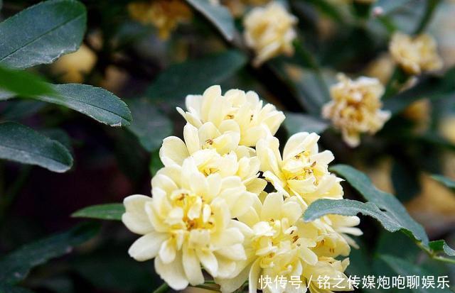 『诗画』院里种棵“它”,千万朵花爬满墙,花开100天,美如诗画
