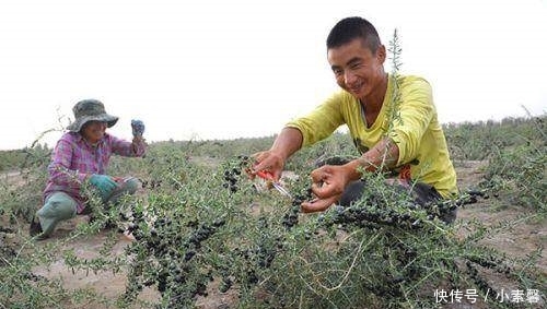 农民种稀罕菜20亩地1年赚100万 12元1斤 1亩产10吨 种1次收获多年