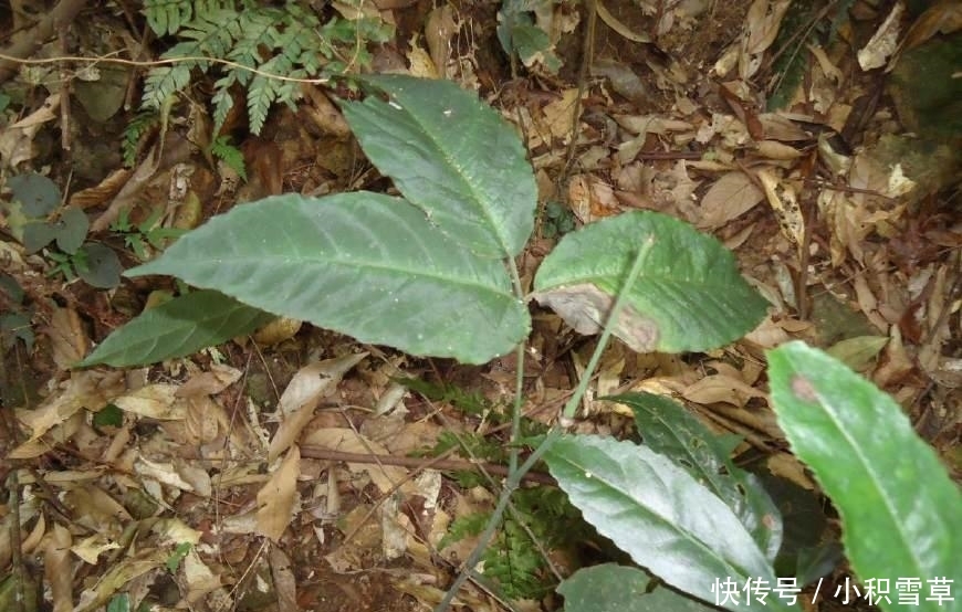 农村常见植物, 只长3片叶子, 被誉为“抗癌神药”, 市场上一斤能