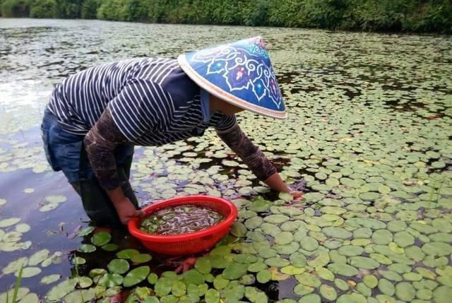  『价值』人称植物中的“锌王”，南方池塘里才有，如今20元一斤成稀罕货