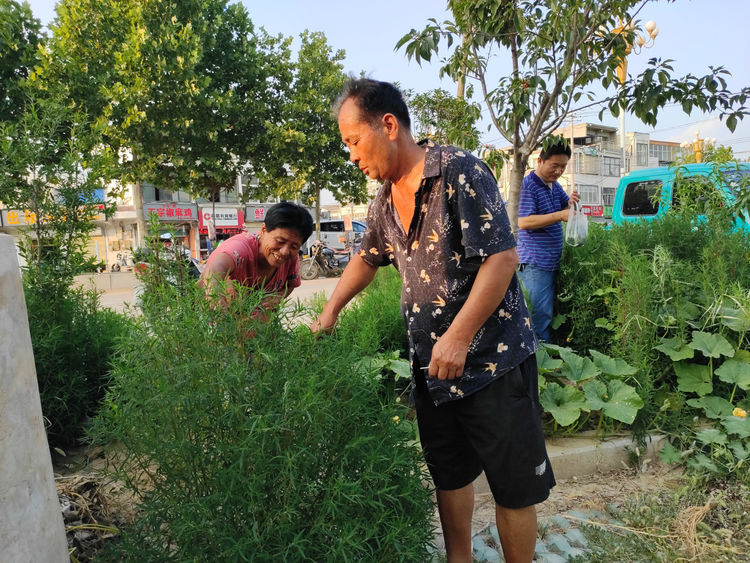 农村有种植物，既可以观赏，又是野菜，俗称“摘不败”