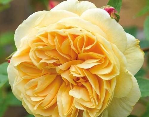  『艳丽』此花颜色异常艳丽，花期长，花味清雅，容易养成花海