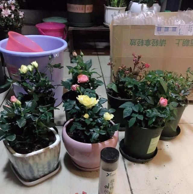  叶绿花@养月季，盆土用点小技巧，叶绿花多长得壮