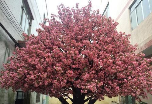  「玉兰花」此“3种”树木，春天一到花开满树，好看极了！