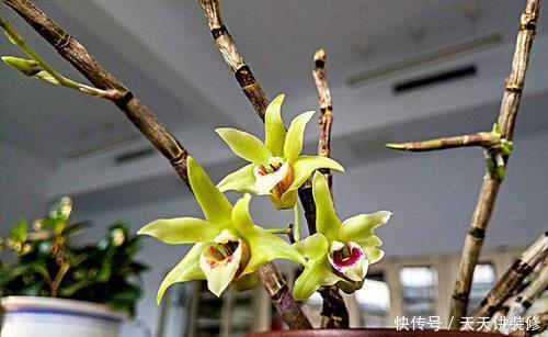  #植物#长在石缝里的石斛，不是普通的野草，喜欢就家养，浇水就能活