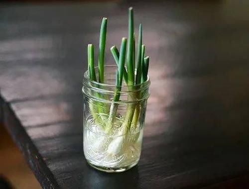 『蔬菜』买一次菜，就能得到无限生长的盆栽蔬菜