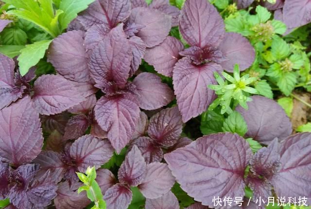  [种菜]2种菜，在阳台、院子里种一些，以后不用播种，年年都有收获