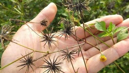  人称@人称“鬼都怕”，农民见了就拔，殊不知价值，如此珍贵