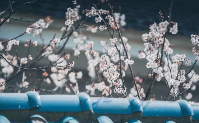 『财运亨通』四月份桃花满满、财运亨通的五个生肖,财富加身,富贵一生