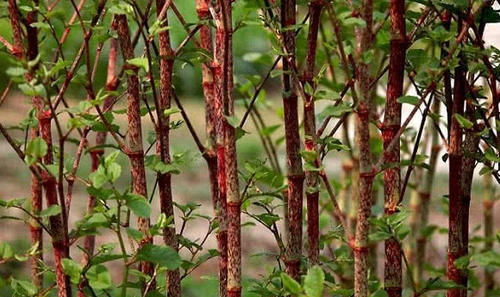 这种野生植物农村把它零食吃，城里1斤卖上千元，你有吃过没