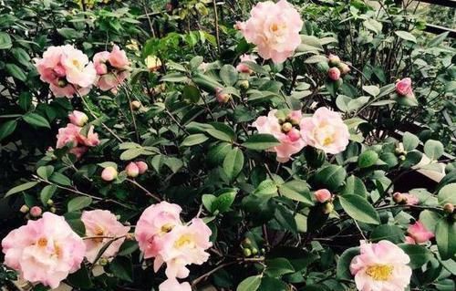  「植物」茶花老是掉叶子是怎么回事？怎么防治？