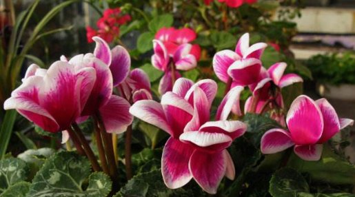  「喜欢」喜欢在家养殖花卉，就养这几款花卉，花开万紫千红，开花绚烂繁盛
