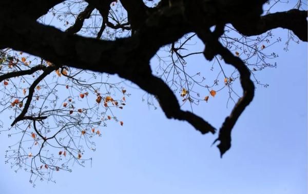 边看边拍大美安徽 | 塔川秋色醉游人 错过又要等一年