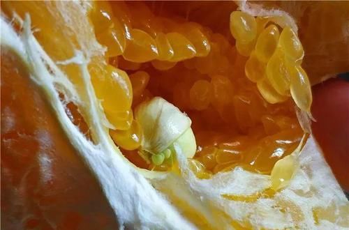  「增加光照」这水果太贵了，吃完留下核，还能种盆栽！
