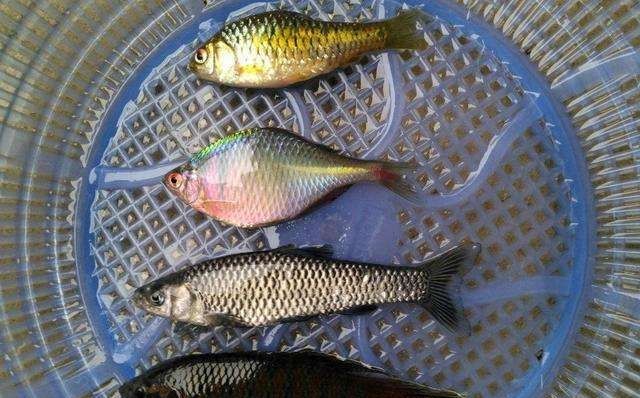  『肚子』小时候最讨厌钓到鳑鲏鱼, 离水几分钟就会烂肚子