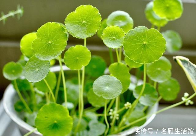 「水培的铜钱草」开春如何养铜钱草？记住1个“小步骤”，绿叶挤满盆，叶片圆又大