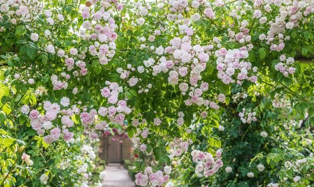  #春天#花园里养上这“2种花”，来年春天，花开不断，美极了！