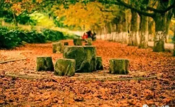 最美贵州一抹秋，全都藏在了这些地方！