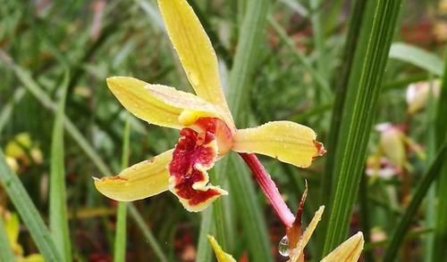  「兰花」?你会给兰花晒太阳吗？教您根据自然现象来判断兰花晒多少太阳