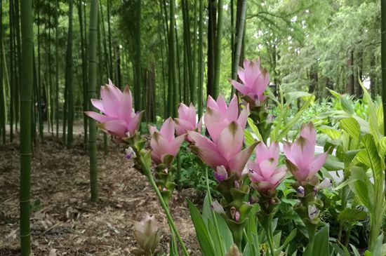 “热带郁金香”，在西湖边开啦