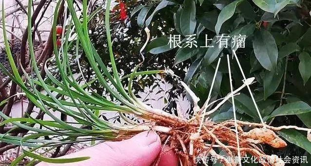 好摄农夫:这两种植物和兰花最容易混淆,简单的2点,就可以区分清楚